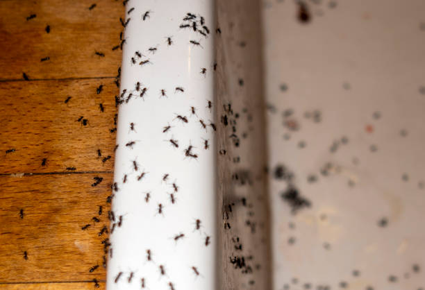 Best Termite Control Services  in Palm Shores, FL