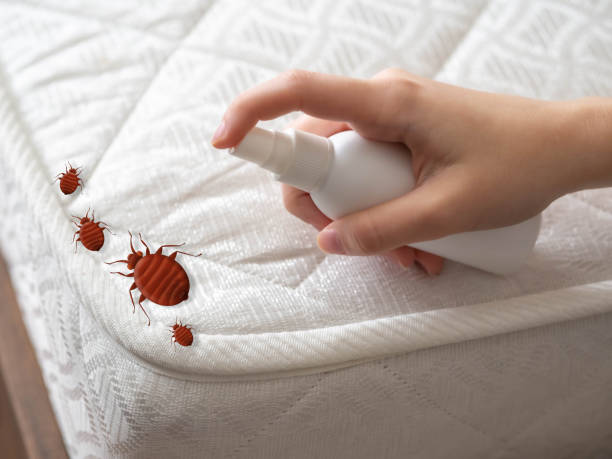 Best Spider Control Near Me  in Palm Shores, FL