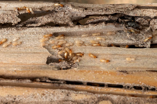 Best Affordable Pest Control Services  in Palm Shores, FL