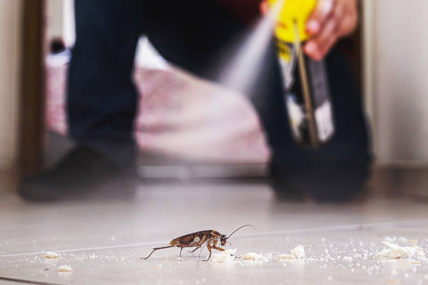 Professional Pest Control in Palm Shores, FL