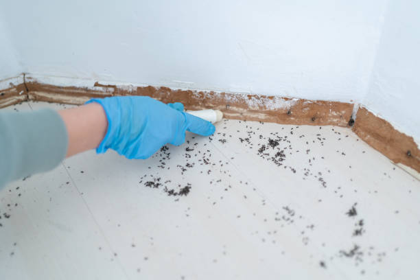 Best Emergency Pest Control  in Palm Shores, FL
